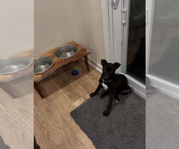 Medium Photo #5 Retriever -Unknown Mix Puppy For Sale in Woodbury, NY, USA