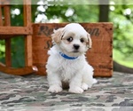 Small #3 Shih Tzu