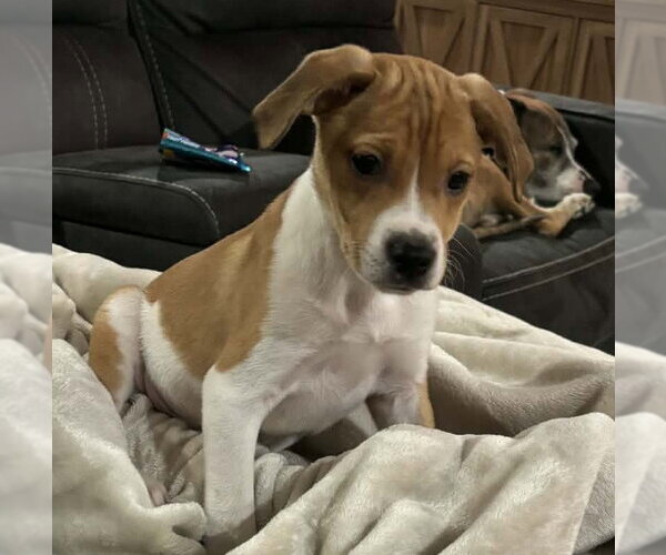 Medium Photo #6 Jack Russell Terrier-Unknown Mix Puppy For Sale in Mechanicsburg, PA, USA
