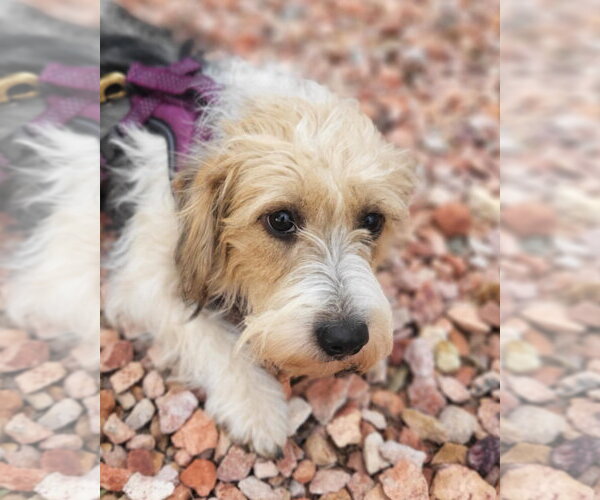 Medium Photo #3 Parson Russell Terrier-Unknown Mix Puppy For Sale in Phoenix, AZ, USA