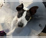 Small #10 Border Collie Mix