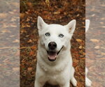 Elodie *Foster Needed* - Female Siberian Husky Dog for Adoption - Small photo