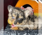 Small Photo #4 Pomeranian Puppy For Sale in HI VISTA, CA, USA