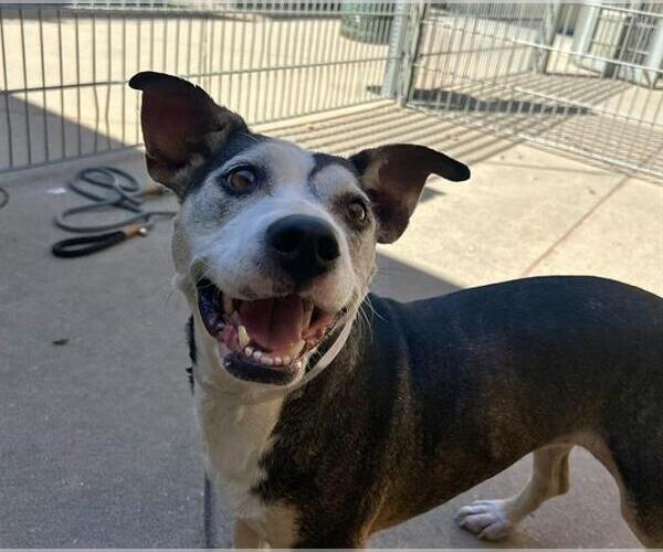 Medium Photo #1 Mutt Puppy For Sale in Martinez, CA, USA