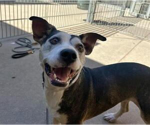 Mutt Dogs for adoption in Martinez, CA, USA