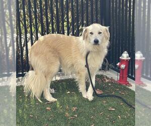 Aussie Pyrenees Dogs for adoption in Baytown, TX, USA