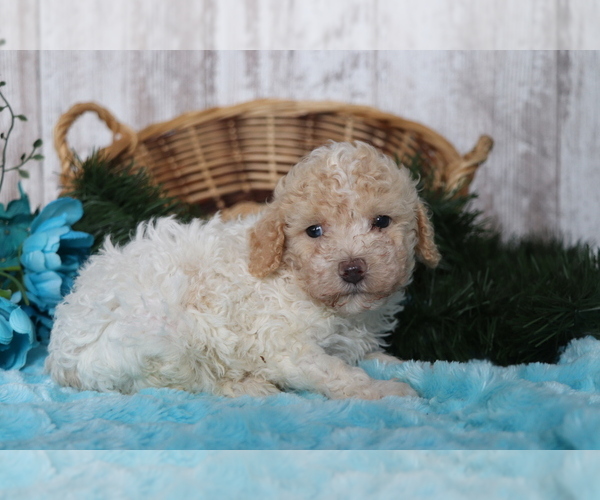 Medium Photo #2 Poodle (Miniature) Puppy For Sale in SHILOH, OH, USA