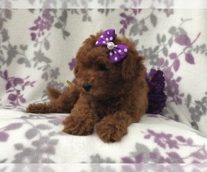 Poodle (Miniature) Puppy for sale in LAKELAND, FL, USA