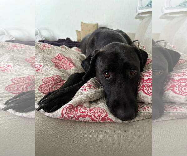 Medium Photo #3 German Shorthaired Pointer-Unknown Mix Puppy For Sale in Miami, FL, USA