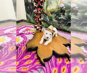 Mutt Dogs for adoption in Globe, AZ, USA