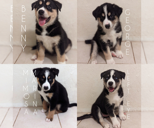 Australian Shepherd-Siberian Husky Mix Puppy for sale in TUCSON, AZ, USA