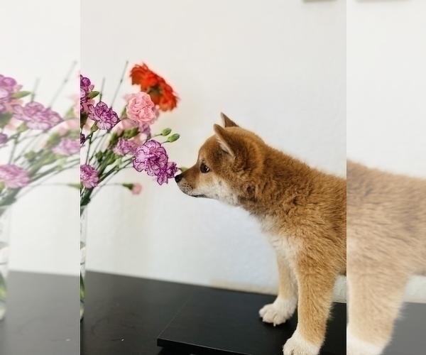 Medium Photo #49 Shiba Inu Puppy For Sale in FREMONT, CA, USA