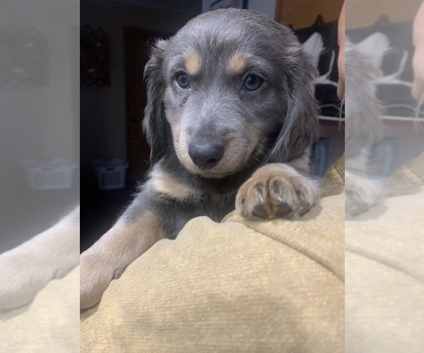 Medium Photo #1 Chiweenie Puppy For Sale in ROCK VALLEY, IA, USA