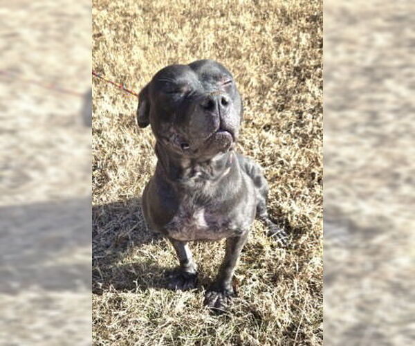 Medium Photo #3 Mutt Puppy For Sale in Glen Allen, VA, USA