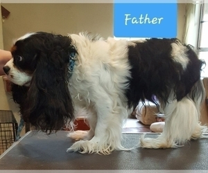 Father of the Cavalier King Charles Spaniel puppies born on 05/10/2022