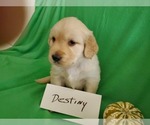 Small Photo #4 Golden Retriever Puppy For Sale in NORTH UNION, PA, USA