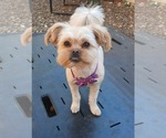 Small Mutt