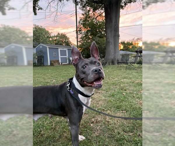 Medium Photo #2 Mutt Puppy For Sale in Louisville, KY, USA