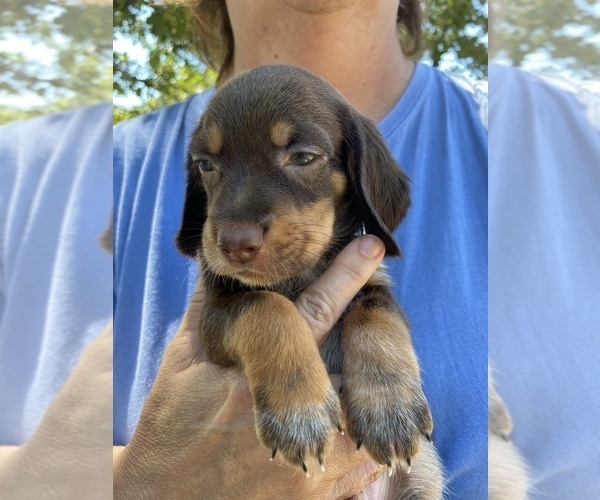 Medium Photo #1 Beagle Puppy For Sale in WEWOKA, OK, USA