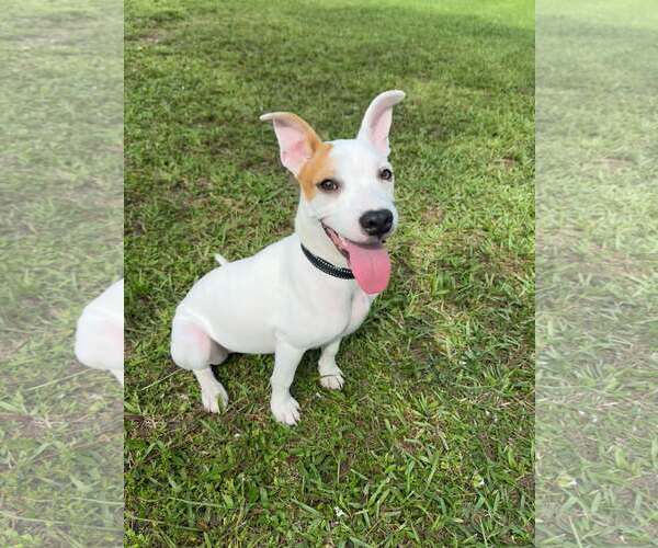 Medium Photo #4  Puppy For Sale in , 