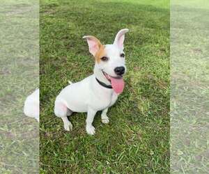 Mutt Dogs for adoption in Naples, FL, USA