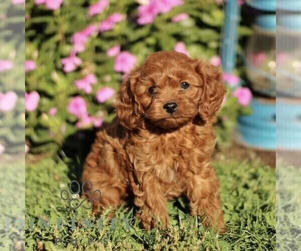 Medium Photo #1 Cavapoo Puppy For Sale in QUARRYVILLE, PA, USA
