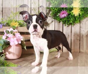 Boston Terrier Puppy for sale in MOUNT VERNON, OH, USA