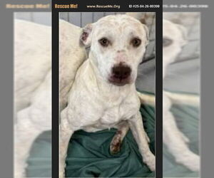 Mutt Dogs for adoption in Benton, PA, USA