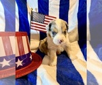 Puppy Ariel Australian Shepherd