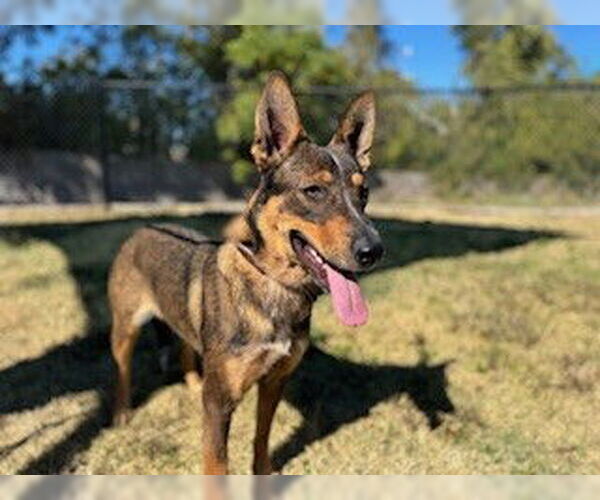 Medium Photo #2 German Shepherd Dog-Unknown Mix Puppy For Sale in Temple, TX, USA