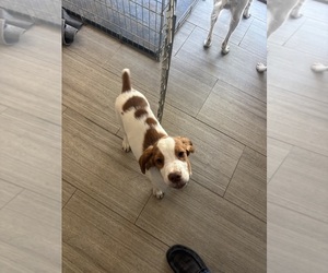 Brittany Puppy for sale in ROCHESTER, NY, USA