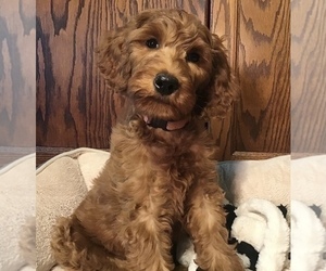 Goldendoodle Puppy for Sale in SHAWNEE, Oklahoma USA