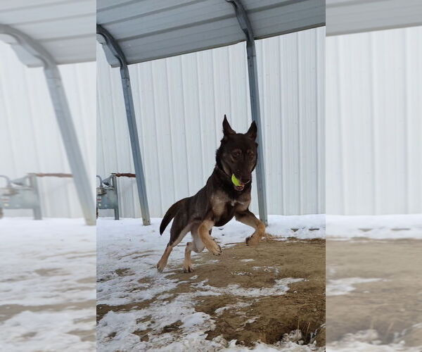 Medium Photo #2 German Shepherd Dog-Unknown Mix Puppy For Sale in Evansville, IN, USA