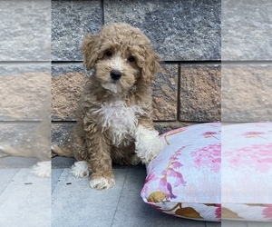 Maltese-Poodle (Toy) Mix Puppy for sale in SENECA FALLS, NY, USA