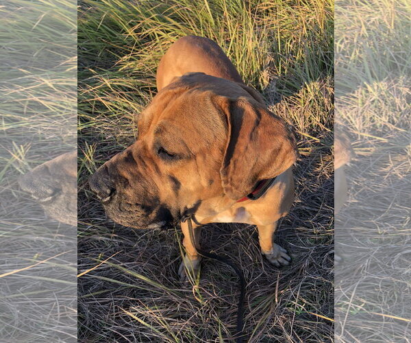 Medium Photo #2 Brazilian Mastiff Puppy For Sale in Jasper, AL, USA