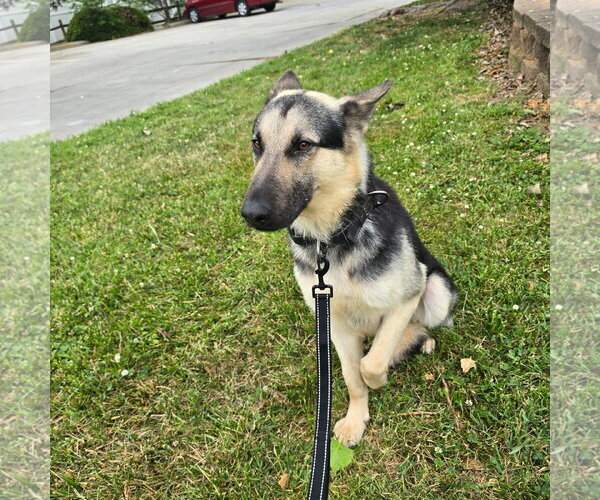 Medium Photo #4 German Shepherd Dog Puppy For Sale in La Grange , NC, USA