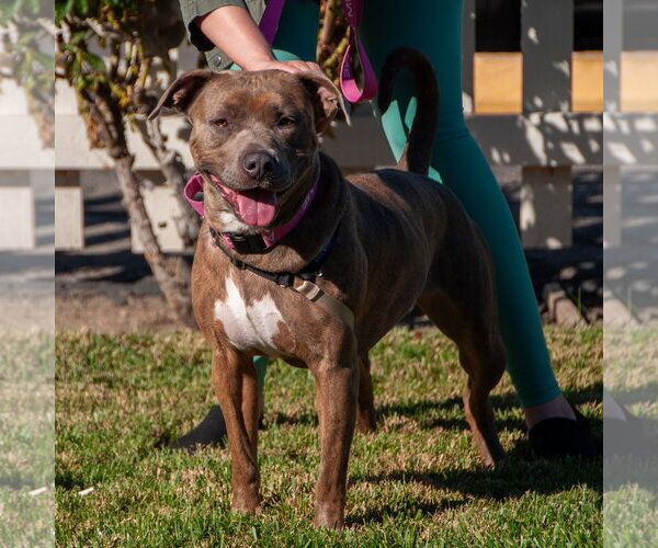 Medium Photo #2 American Pit Bull Terrier-Unknown Mix Puppy For Sale in San Jose, CA, USA