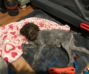 Wirehaired Pointing Griffon Puppy for sale in RENO, NV, USA