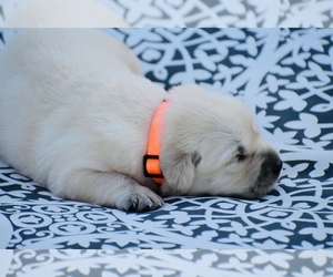 Labrador Retriever Puppy for sale in RIDGEWAY, SC, USA