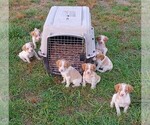 Small Photo #17 Brittany Puppy For Sale in CULPEPER, VA, USA