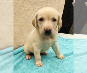 Labrador Retriever Puppy for sale in SUMMERFIELD, FL, USA