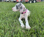 Small #2 Great Dane