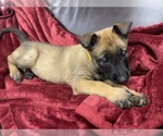 Small Photo #173 Belgian Malinois Puppy For Sale in REESEVILLE, WI, USA