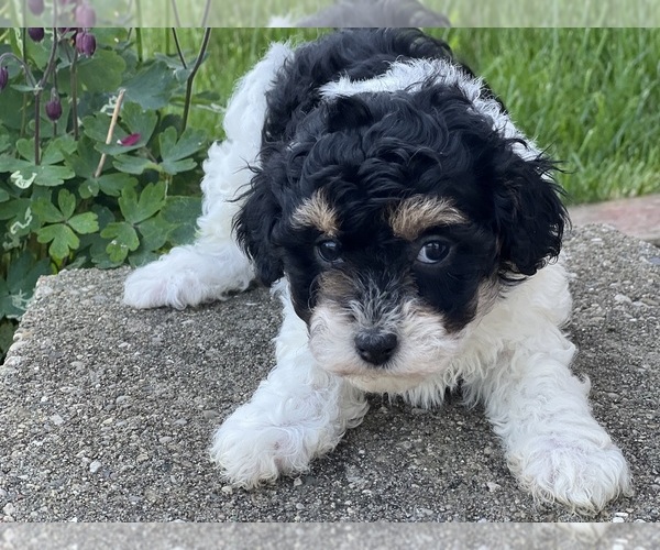 Medium Photo #1 Havapoo Puppy For Sale in DUNDEE, OH, USA