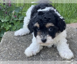 Havapoo Puppy for sale in DUNDEE, OH, USA