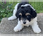 Image preview for Ad Listing. Nickname: Felicia
