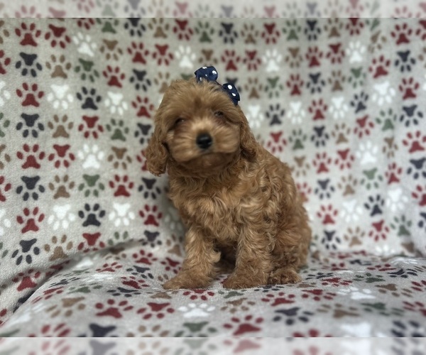 Medium Photo #3 Cavapoo Puppy For Sale in LAKELAND, FL, USA