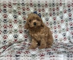 Small #2 Cavapoo