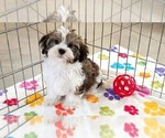 Jackson - Male Havashire Puppy for Sale - Small photo