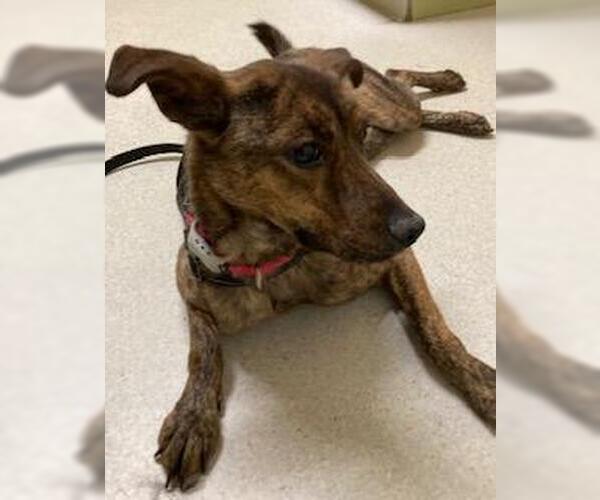 Medium Photo #8 Colonial Cocker Spaniel-Labrador Retriever Mix Puppy For Sale in Coventry, CT, USA